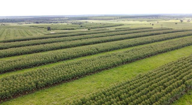 Prática de manejar as florestas para diversos fins, como produção de madeira, conservação ambiental e outros usos sustentáveis.