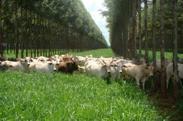 Práticas agrícolas e pecuárias em uma área, geralmente envolvendo o cultivo de plantas e a criação de animais no mesmo local.