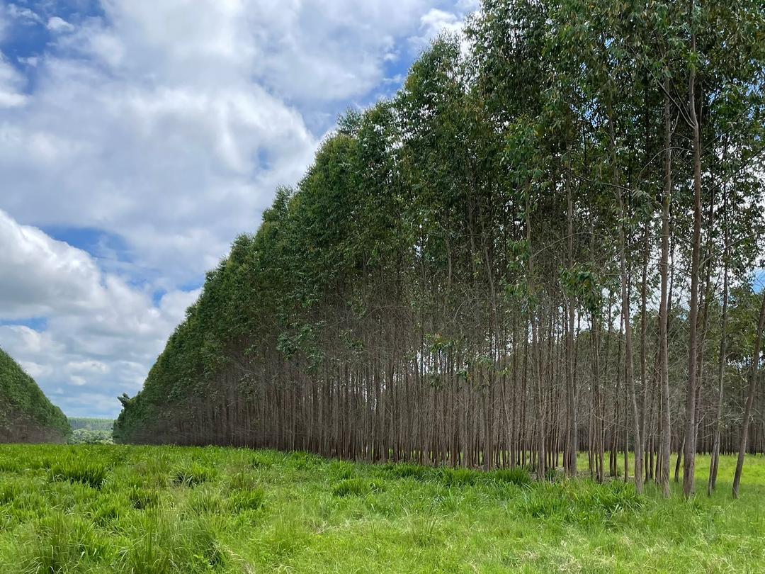 Plantio de eucalipto