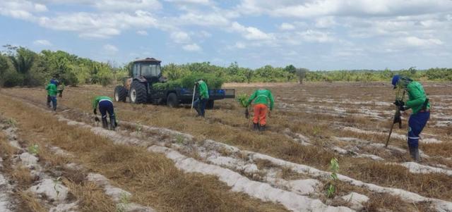 A recuperação ambiental é fundamental para promover a responsabilidade socioambiental e atender as exigências legais.