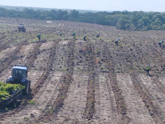 Trabalho na Plantação.